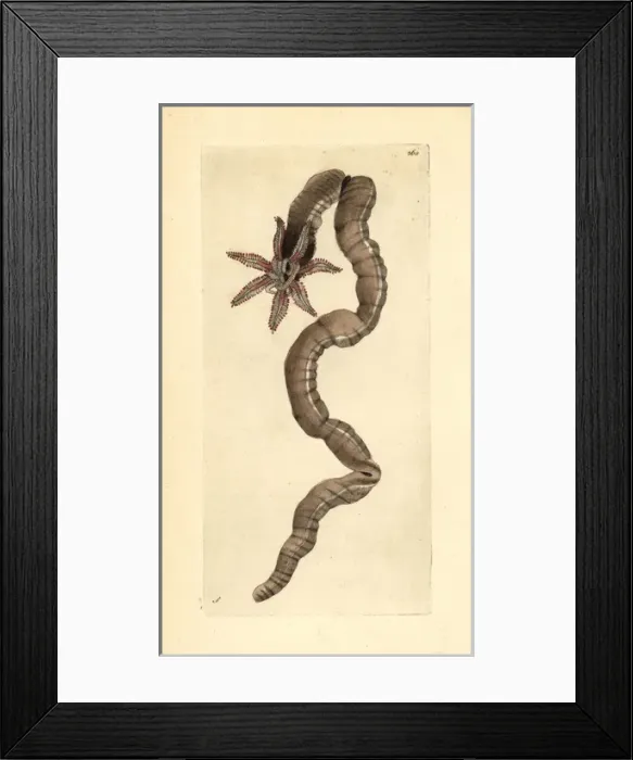 Framed Print : Sea cucumber, Leptosynapta inhaerens Framed Print : Sea cucumber, Leptosynapta inhaerens
