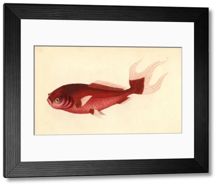 Framed Print : Goldfish variety, Carassius auratus (Previously Framed Print : Goldfish variety, Carassius auratus (Previously