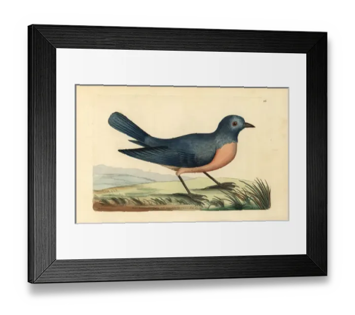 Framed Print : Eastern bluebird, Sialis sialis Framed Print : Eastern bluebird, Sialis sialis