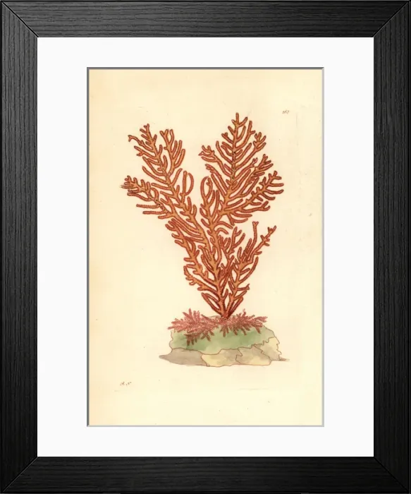 Framed Print : Phenilia coral species, Phenilia sanguinolenta Framed Print : Phenilia coral species, Phenilia sanguinolenta