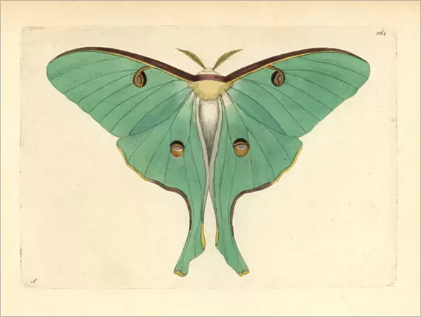 Luna moth, Actias luna