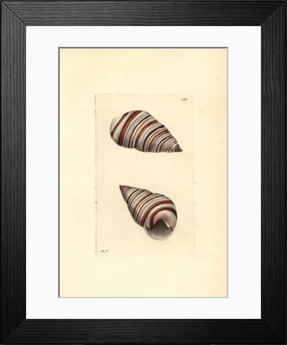Framed Print : Liguus snail, Liguus virgineus Framed Print : Liguus snail, Liguus virgineus