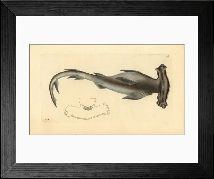 Framed Print : Smooth hammerhead shark, Sphyrna zygaena Framed Print : Smooth hammerhead shark, Sphyrna zygaena