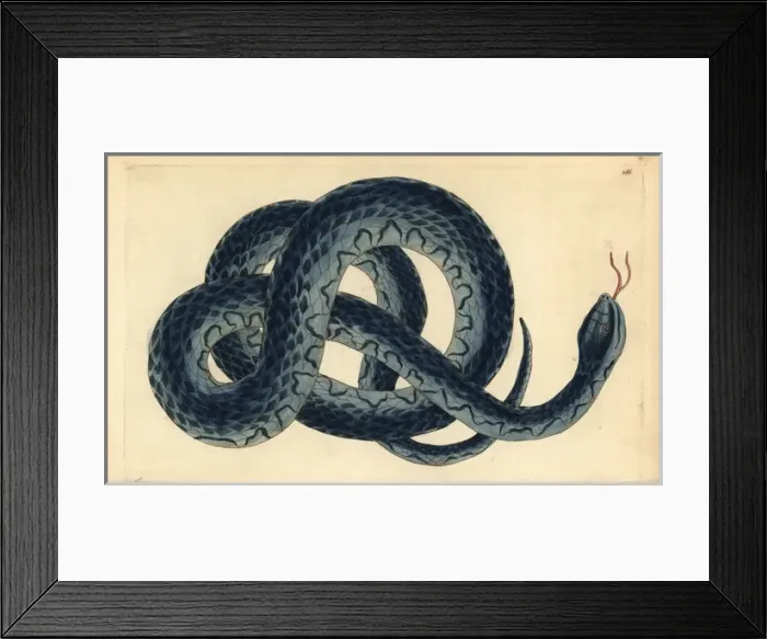 Framed Print : Southern water snake, Nerodia fasciata Framed Print : Southern water snake, Nerodia fasciata