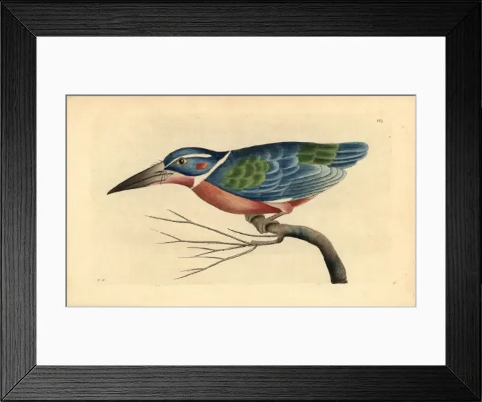 Framed Print : White collared kingfisher, Alcedo caerulea Framed Print : White collared kingfisher, Alcedo caerulea