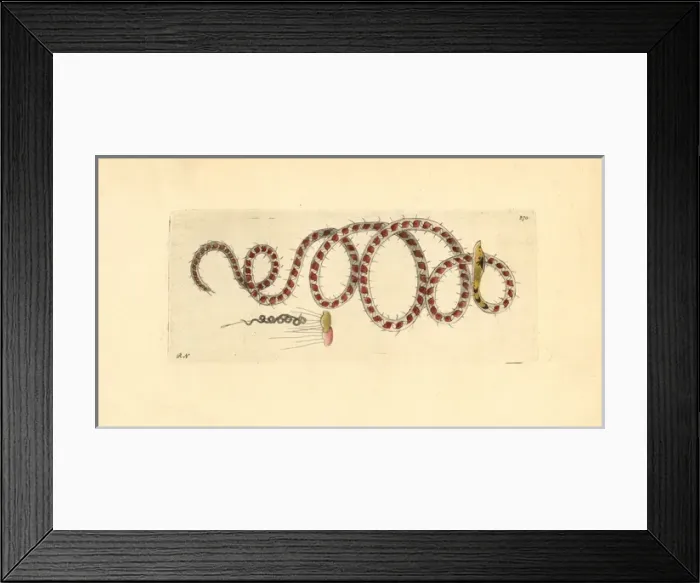 Framed Print : Ophidonais serpentina worm Framed Print : Ophidonais serpentina worm