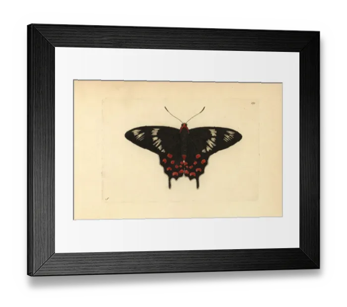 Framed Print : Crimson rose butterfly, Atrophaneura hector
