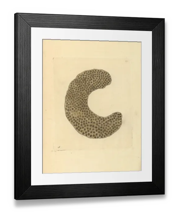 Framed Print : Sandy millepora fire coral, Alcyonium arenosum Framed Print : Sandy millepora fire coral, Alcyonium arenosum