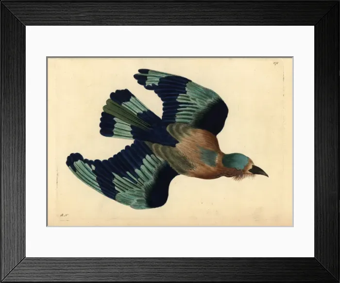 Framed Print : Indian roller, Coracias benghalensis Framed Print : Indian roller, Coracias benghalensis