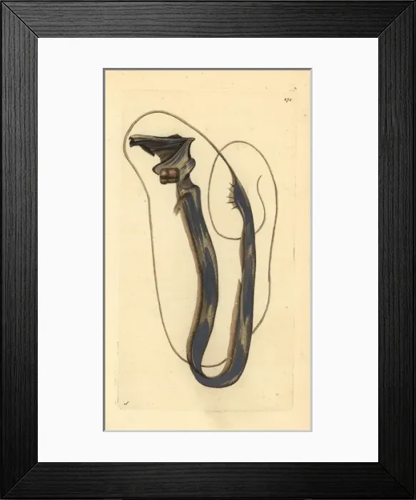 Framed Print : Tube-eye or threadtail, Stylephorus chordatus Framed Print : Tube-eye or threadtail, Stylephorus chordatus