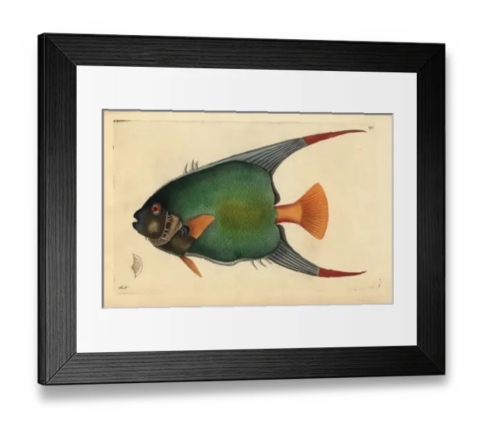Framed Print : Queen angelfish, Holacanthus ciliaris Framed Print : Queen angelfish, Holacanthus ciliaris