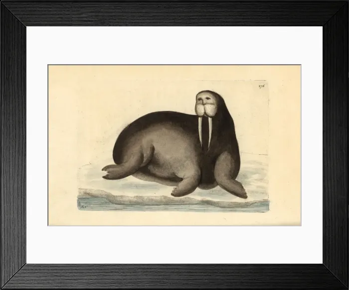 Framed Print : Walrus, Odobenus rosmarus Framed Print : Walrus, Odobenus rosmarus