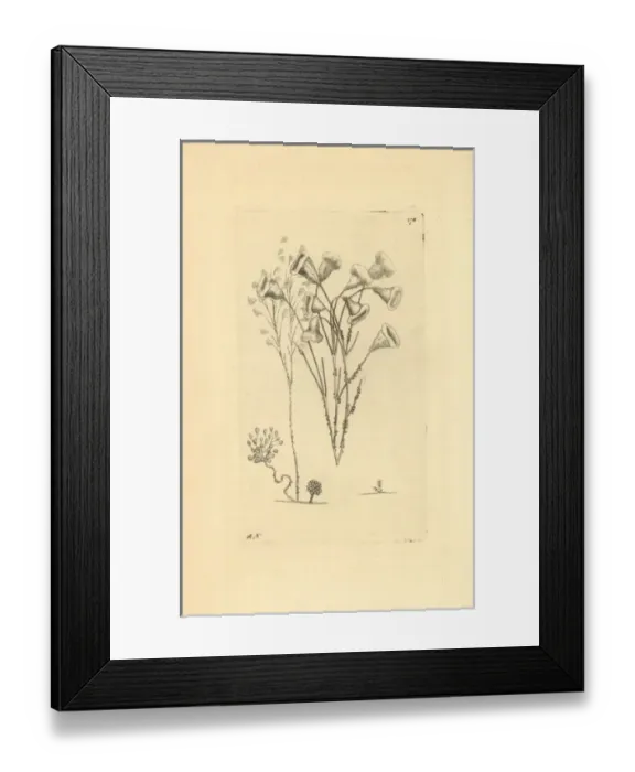 Framed Print : Protozoa, Vorticella species Framed Print : Protozoa, Vorticella species