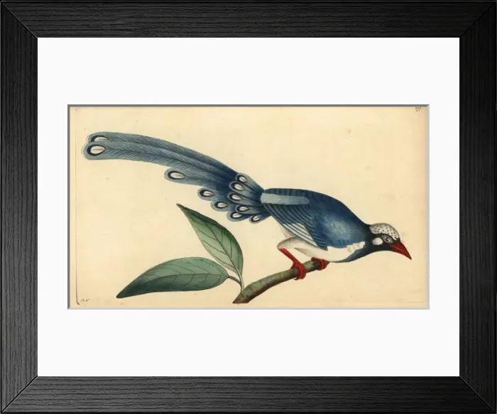 Framed Print : Red-billed blue magpie, Urocissa erythrorhyncha Framed Print : Red-billed blue magpie, Urocissa erythrorhyncha