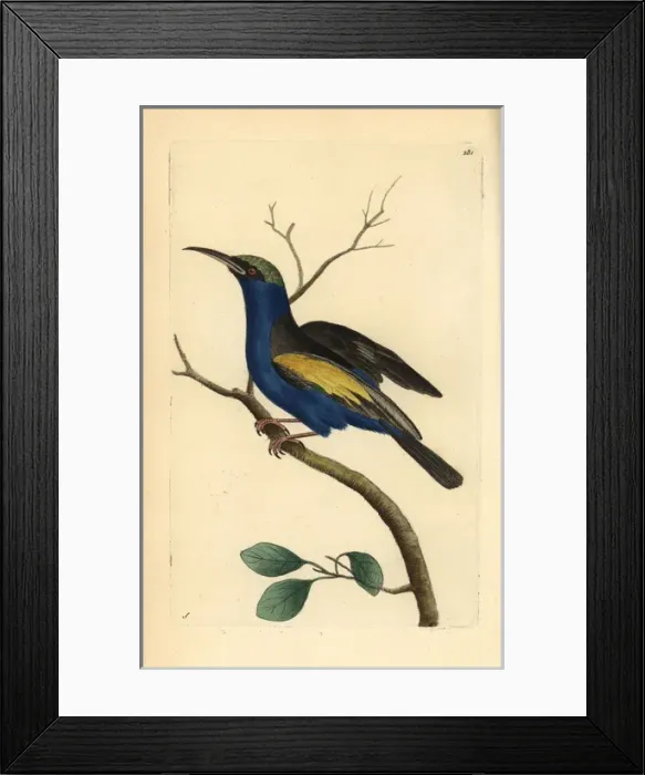 Framed Print : Red-legged honeycreeper, Cyanerpes cyaneus Framed Print : Red-legged honeycreeper, Cyanerpes cyaneus