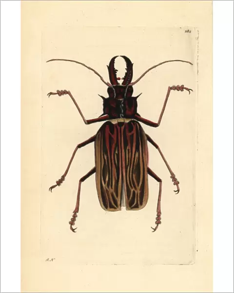 Long-horned beetle, Macrodontia cervicornis Vulnerable