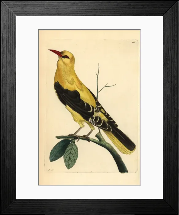 Framed Print : Golden oriole, Oriolus oriolus Framed Print : Golden oriole, Oriolus oriolus