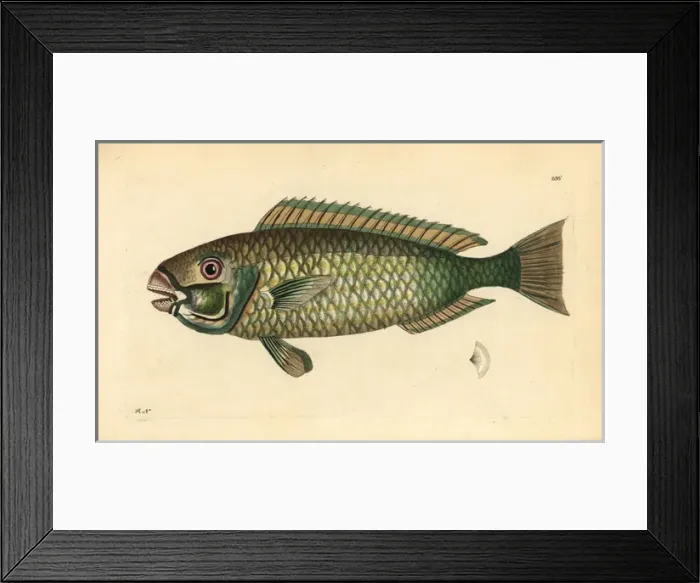 Framed Print : Palecheek parrotfish, Chlorurus japanensis Framed Print : Palecheek parrotfish, Chlorurus japanensis