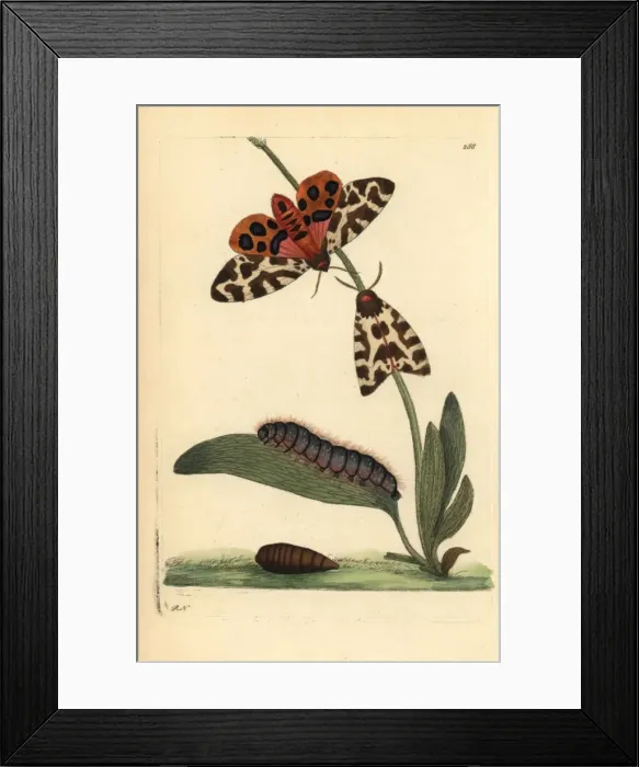 Framed Print : Tiger moth, Arctia caja Framed Print : Tiger moth, Arctia caja