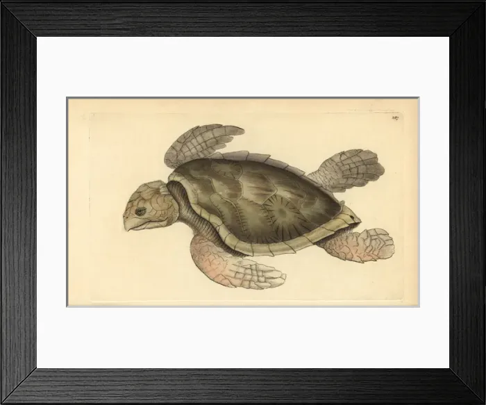 Framed Print : Hawksbill sea turtle, Eretmochelys imbricata Framed Print : Hawksbill sea turtle, Eretmochelys imbricata