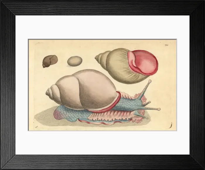 Framed Print : Occidental bulla shell, Bulla occidua Framed Print : Occidental bulla shell, Bulla occidua