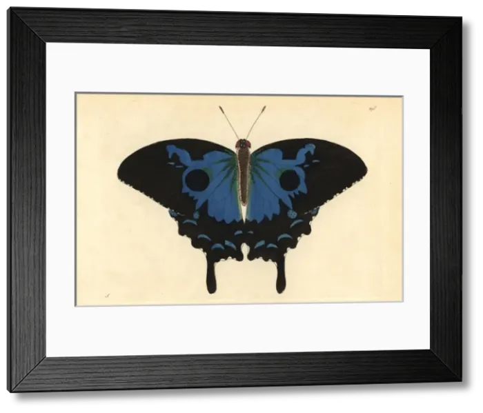 Framed Print : Ulysses butterfly, Papilio ulysses Framed Print : Ulysses butterfly, Papilio ulysses