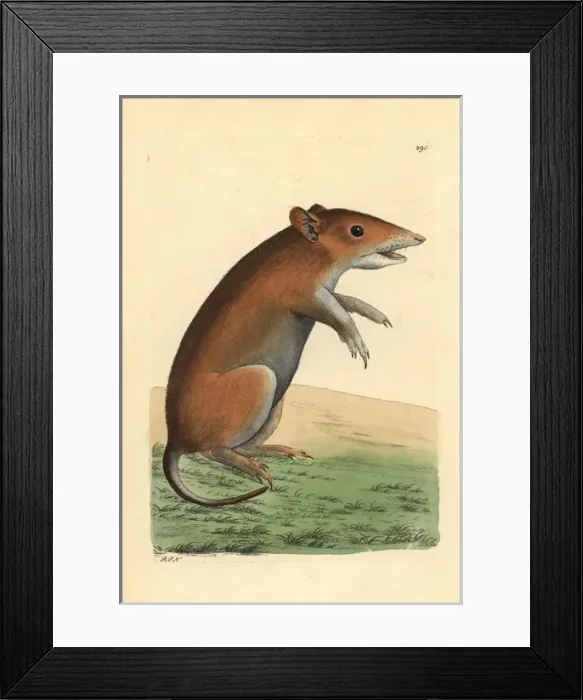 Framed Print : Short-nosed bandicoot, Isoodon obesulus Framed Print : Short-nosed bandicoot, Isoodon obesulus