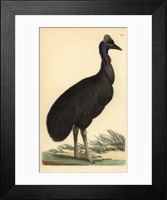 Framed Print : Southern cassowary, Casuarius casuarius Vulnerable Framed Print : Southern cassowary, Casuarius casuarius Vulnerable