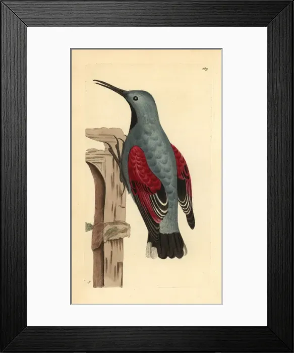Framed Print : Wall creeper, Tichodroma muraria Framed Print : Wall creeper, Tichodroma muraria