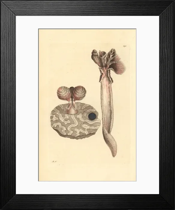 Framed Print : Madrepore terebella, Terebella madreporarum Framed Print : Madrepore terebella, Terebella madreporarum