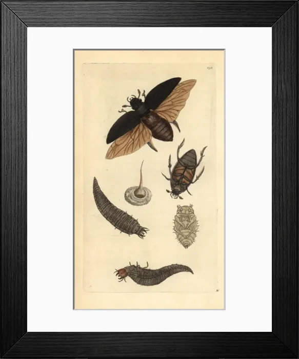 Framed Print : Great water beetle, Dyticus piceus Framed Print : Great water beetle, Dyticus piceus