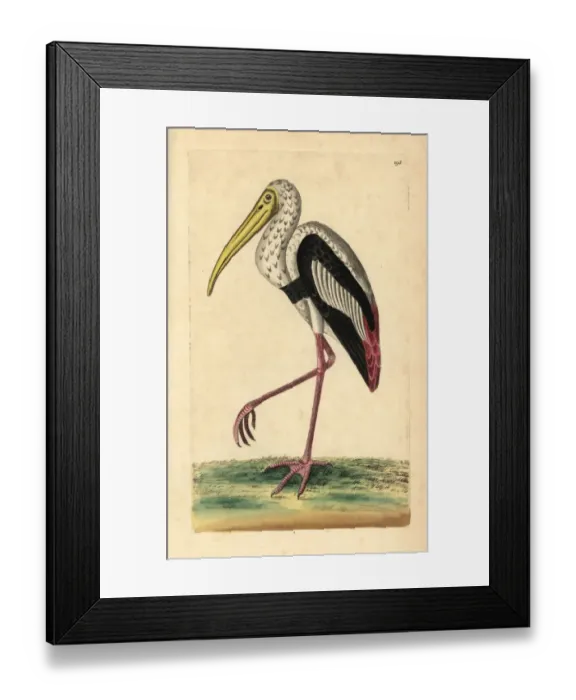 Framed Print : Painted stork, Mycteria leucocephala Near threatened Framed Print : Painted stork, Mycteria leucocephala Near threatened