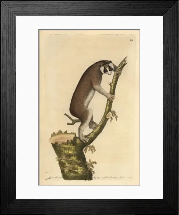 Framed Print : Slow-paced lemur or red slender loris, Loris tardigradus Framed Print : Slow-paced lemur or red slender loris, Loris tardigradus
