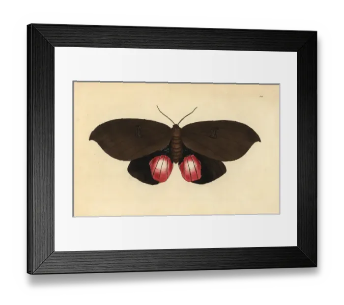 Framed Print : Augusta moth, Phalaena augusta Framed Print : Augusta moth, Phalaena augusta