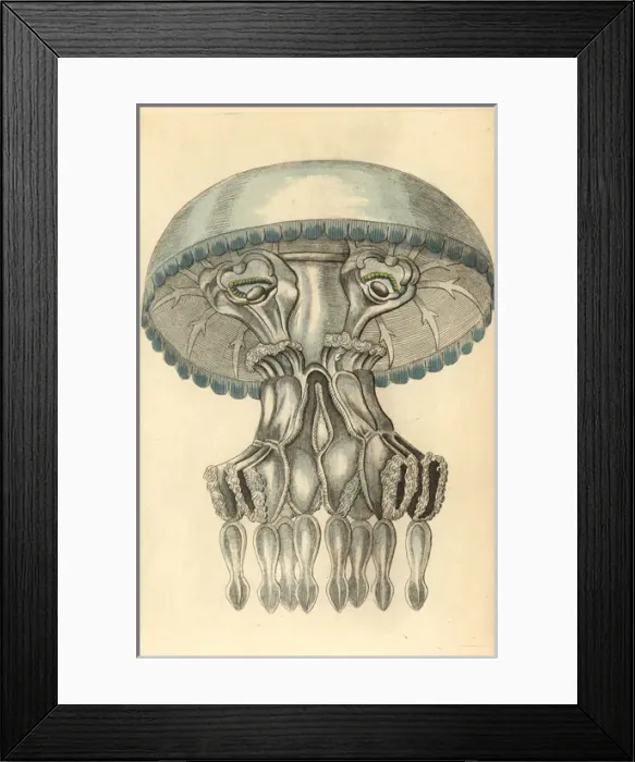 Framed Print : Barrel jellyfish, Rhizostoma pulmo Framed Print : Barrel jellyfish, Rhizostoma pulmo