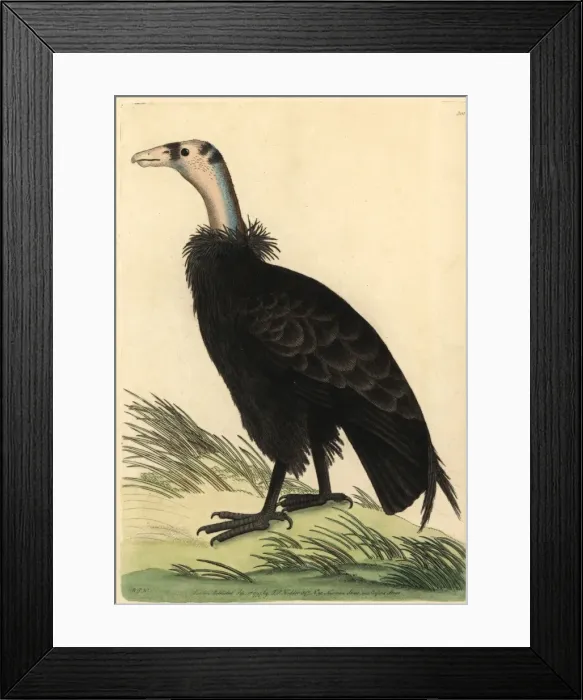 Framed Print : California condor, Gymnogyps californianus Framed Print : California condor, Gymnogyps californianus
