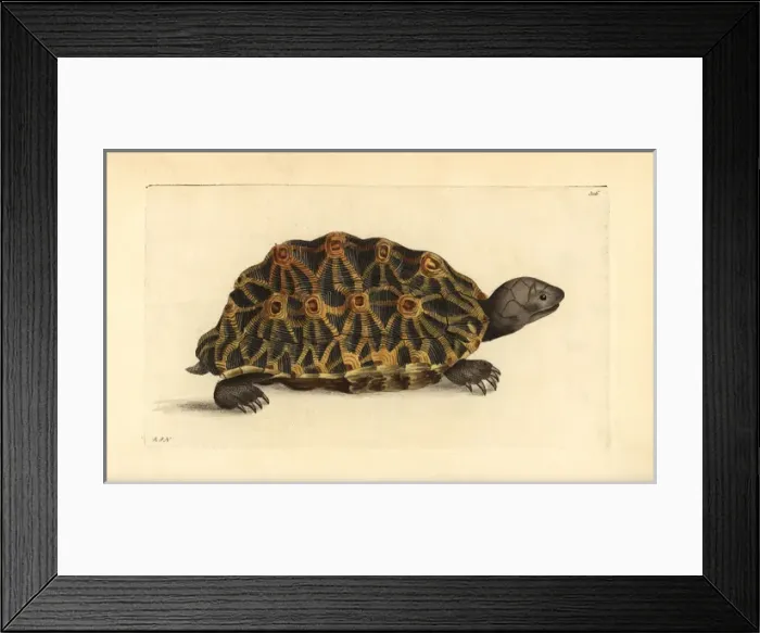Framed Print : Geometric tortoise, Psammobates geometrica Endangered Framed Print : Geometric tortoise, Psammobates geometrica Endangered