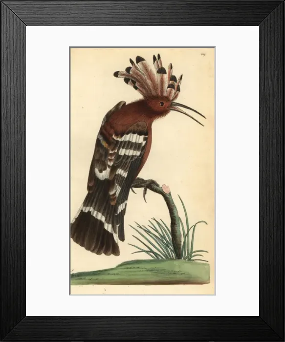 Framed Print : Hoopoe, Upupa epops Framed Print : Hoopoe, Upupa epops