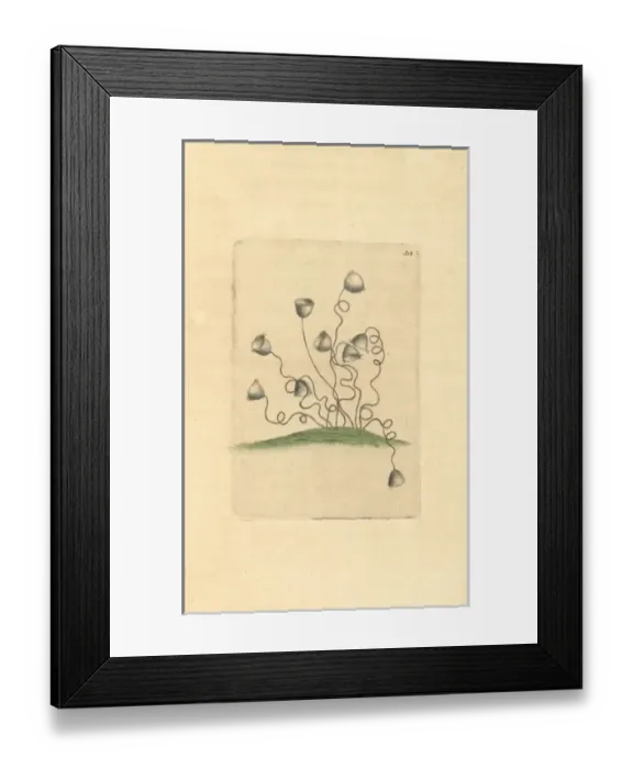 Framed Print : Vorticella convallaria, protozoan Framed Print : Vorticella convallaria, protozoan
