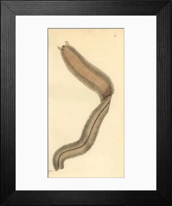 Framed Print : Phyllodoce lamelligera Framed Print : Phyllodoce lamelligera