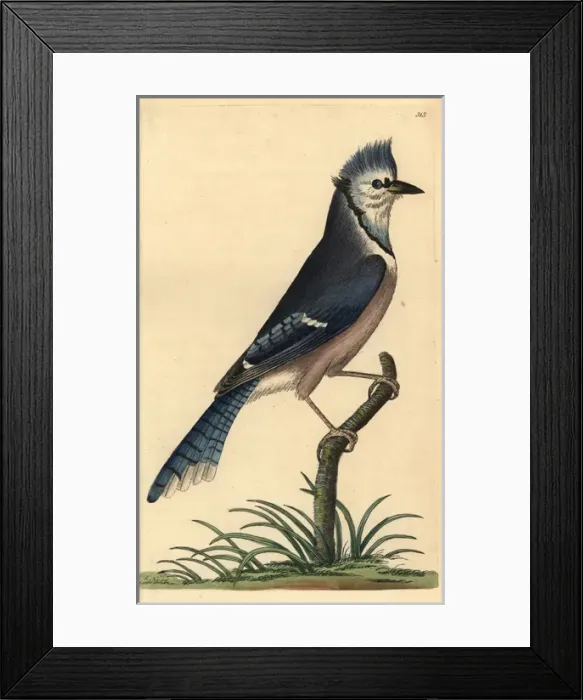 Framed Print : Blue jay, Cyanocitta cristata Framed Print : Blue jay, Cyanocitta cristata