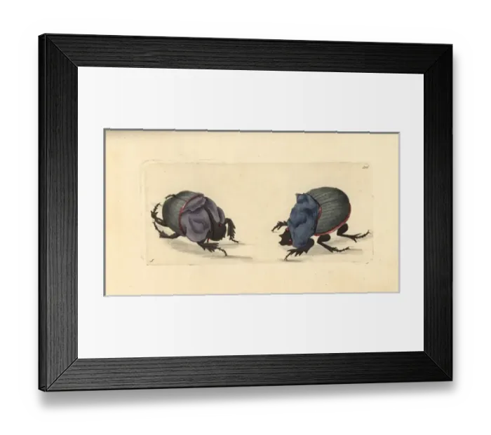 Framed Print : Rhinoceros beetle and cyanean scarab Framed Print : Rhinoceros beetle and cyanean scarab