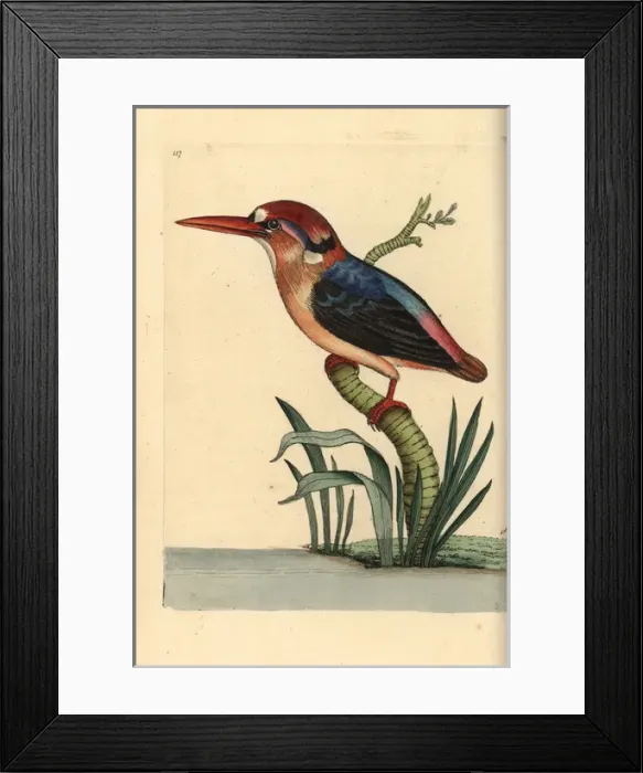 Framed Print : Black-backed or Oriental dwarf kingfisher, Ceyx erithaca Framed Print : Black-backed or Oriental dwarf kingfisher, Ceyx erithaca