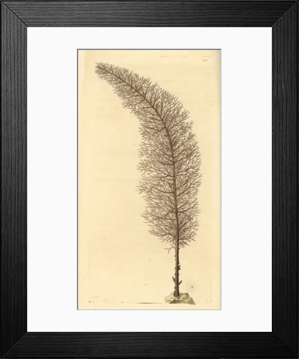 Framed Print : Black coral, Cupressopathes abies Framed Print : Black coral, Cupressopathes abies