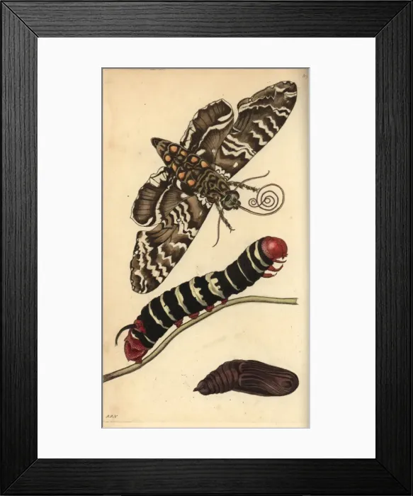Framed Print : Rustic sphinx moth, caterpillar and pupa, Manduca rustica Framed Print : Rustic sphinx moth, caterpillar and pupa, Manduca rustica