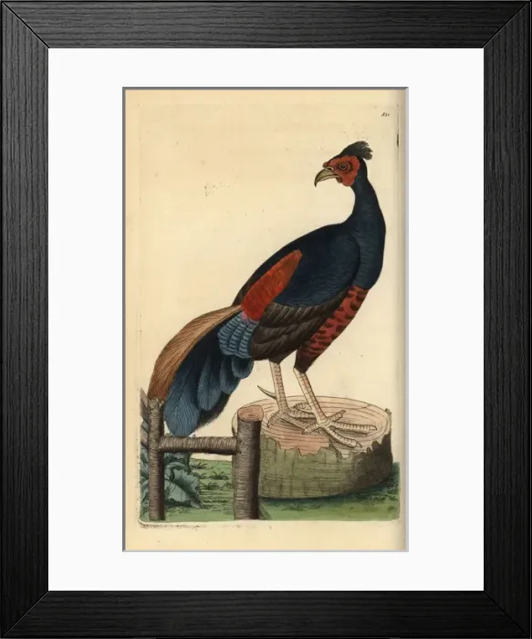 Framed Print : Crested fireback, Lophura ignita, near threatened Framed Print : Crested fireback, Lophura ignita, near threatened