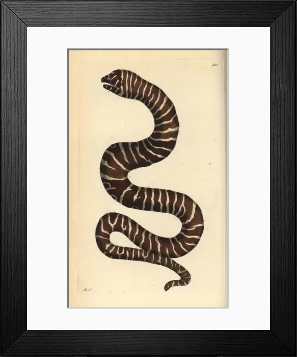 Framed Print : Zebra moray eel, Gymnomuraena zebra Framed Print : Zebra moray eel, Gymnomuraena zebra
