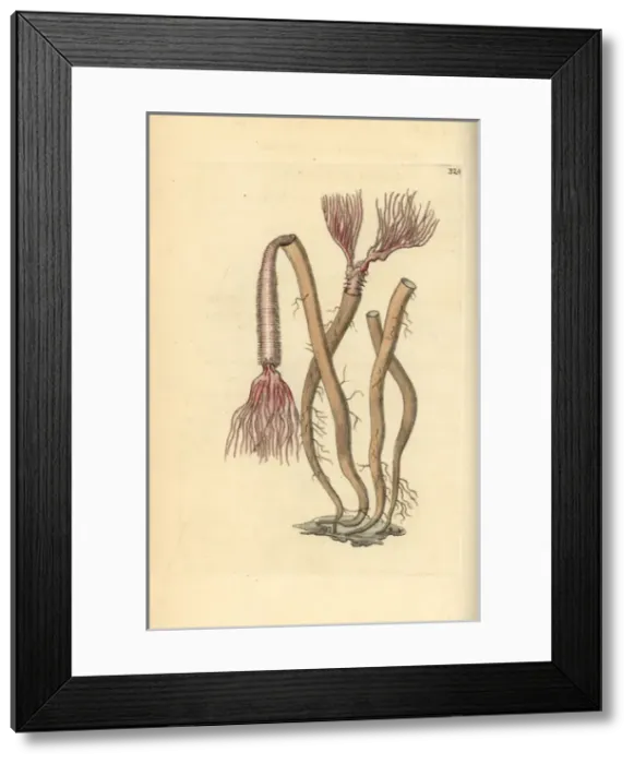 Framed Print : Sea worm, Amphitrite ventilabrum Framed Print : Sea worm, Amphitrite ventilabrum
