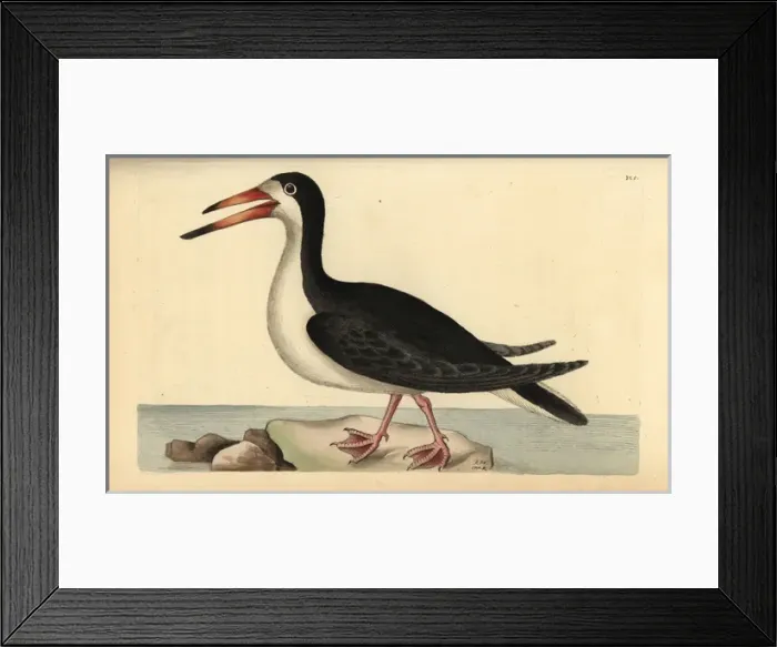 Framed Print : Black skimmer, Rynchops niger Framed Print : Black skimmer, Rynchops niger