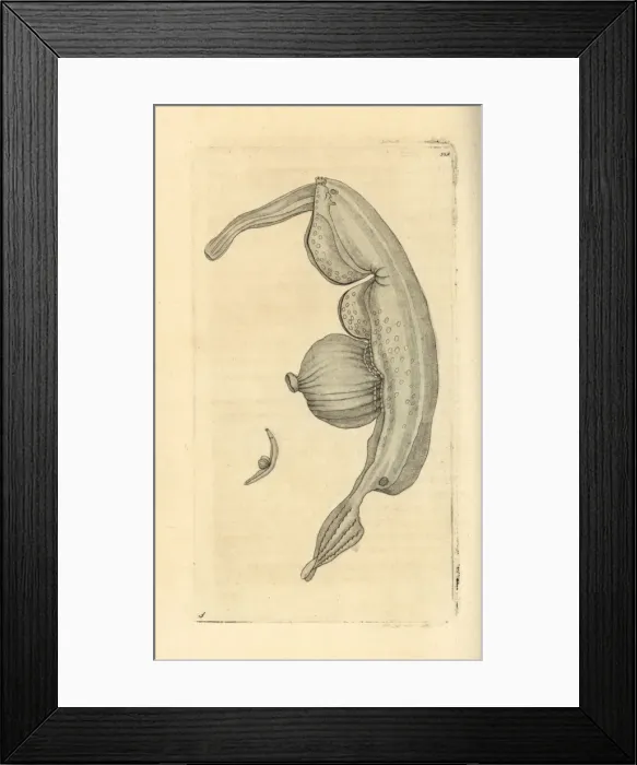 Framed Print : Sea snail, Pterotrachea coronata Framed Print : Sea snail, Pterotrachea coronata